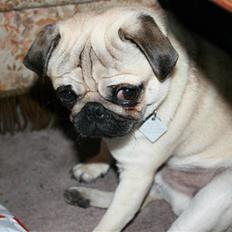 Mops - Charlie <3 (RIP)..