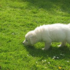 Golden retriever Mille