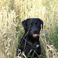 Labrador retriever  Plet