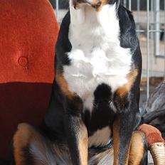 Grosser schweizer sennenhund bonita 