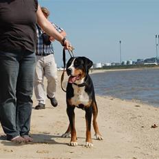 Grosser schweizer sennenhund bonita 