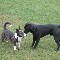 Labrador retriever  Plet