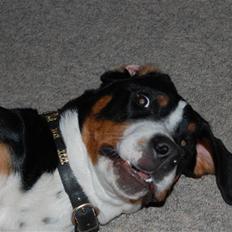 Grosser schweizer sennenhund bonita 