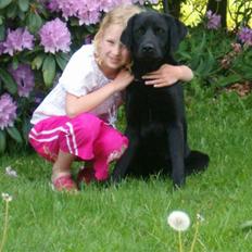 Labrador retriever  Plet