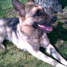 Schæferhund emma  savned :(