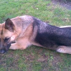 Schæferhund emma  savned :(