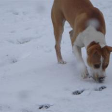 Amerikansk staffordshire terrier Chili