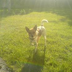 Blanding af racer Daisy