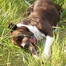 Staffordshire bull terrier Westlund Vega