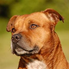 Staffordshire bull terrier Cody
