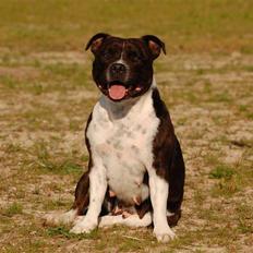 Staffordshire bull terrier Westlund Vega
