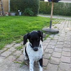 Blanding af racer Fido R.I.P