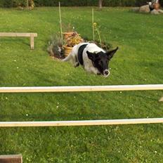 Blanding af racer Fido R.I.P