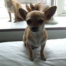 Chihuahua Chanel<3