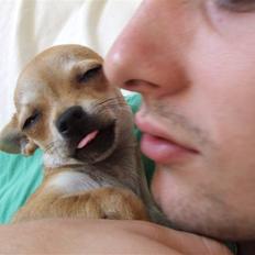 Chihuahua Chanel<3