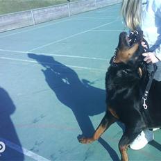 Rottweiler Ratata