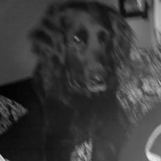 Labrador retriever Chang