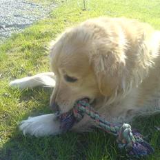 Golden retriever Olympus R.I.P <3