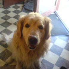 Golden retriever Olympus R.I.P <3