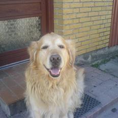 Golden retriever Olympus R.I.P <3