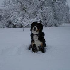 Berner sennenhund Bella