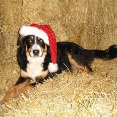 Berner sennenhund Bella