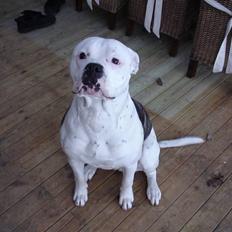 Amerikansk bulldog Buster ( Hvil i Fred )