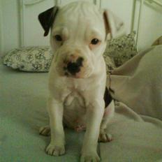 Amerikansk bulldog Buster ( Hvil i Fred )