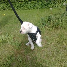 Amerikansk bulldog Buster ( Hvil i Fred )