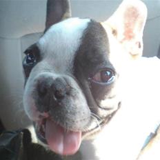 Fransk bulldog James - sover godt nu 