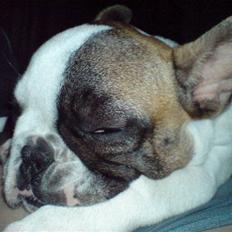 Fransk bulldog James - sover godt nu 