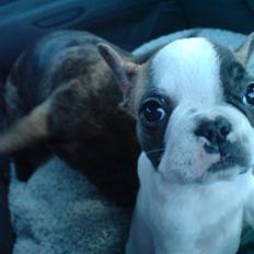 Fransk bulldog James - sover godt nu 