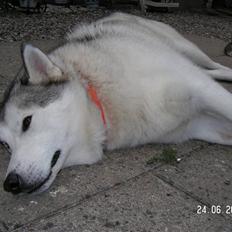 Siberian husky Quatro