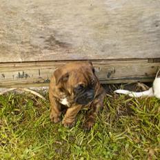 Olde english bulldogge Lui