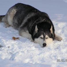 Siberian husky Moe  -  R.I.P 21/5-2009