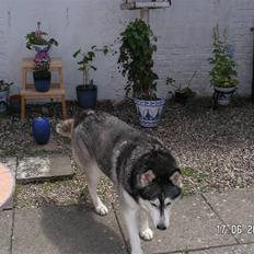 Siberian husky Moe  -  R.I.P 21/5-2009