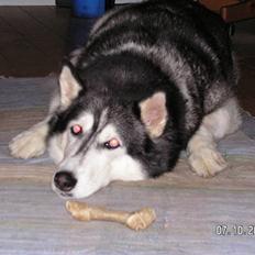 Siberian husky Moe  -  R.I.P 21/5-2009