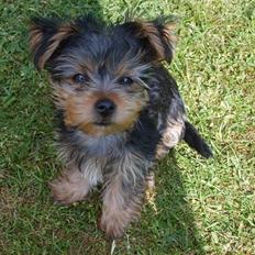 Yorkshire terrier Felix