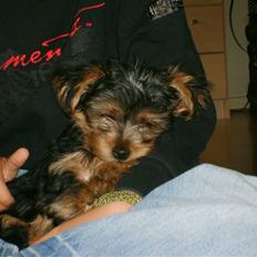 Yorkshire terrier Felix