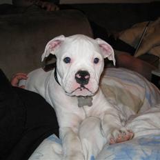 Blanding af racer pablo