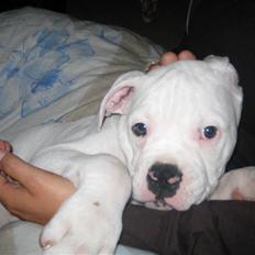 Blanding af racer pablo