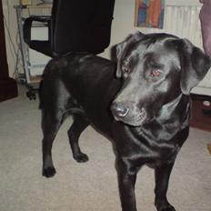 Labrador retriever Suzi