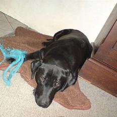 Labrador retriever Suzi