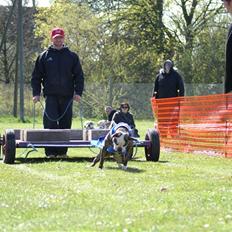 Amerikansk bulldog Bullslayer's Peaches