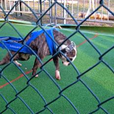 Amerikansk bulldog Bullslayer's Peaches