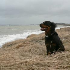 Rottweiler Pepsi