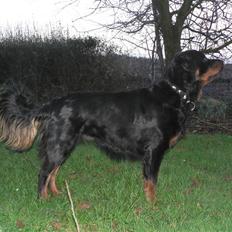 Rottweiler Pepsi