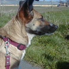 Blanding af racer Bella