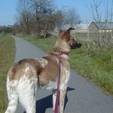 Blanding af racer Bella