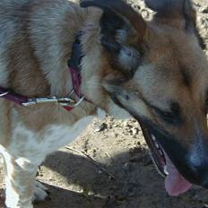 Blanding af racer Bella